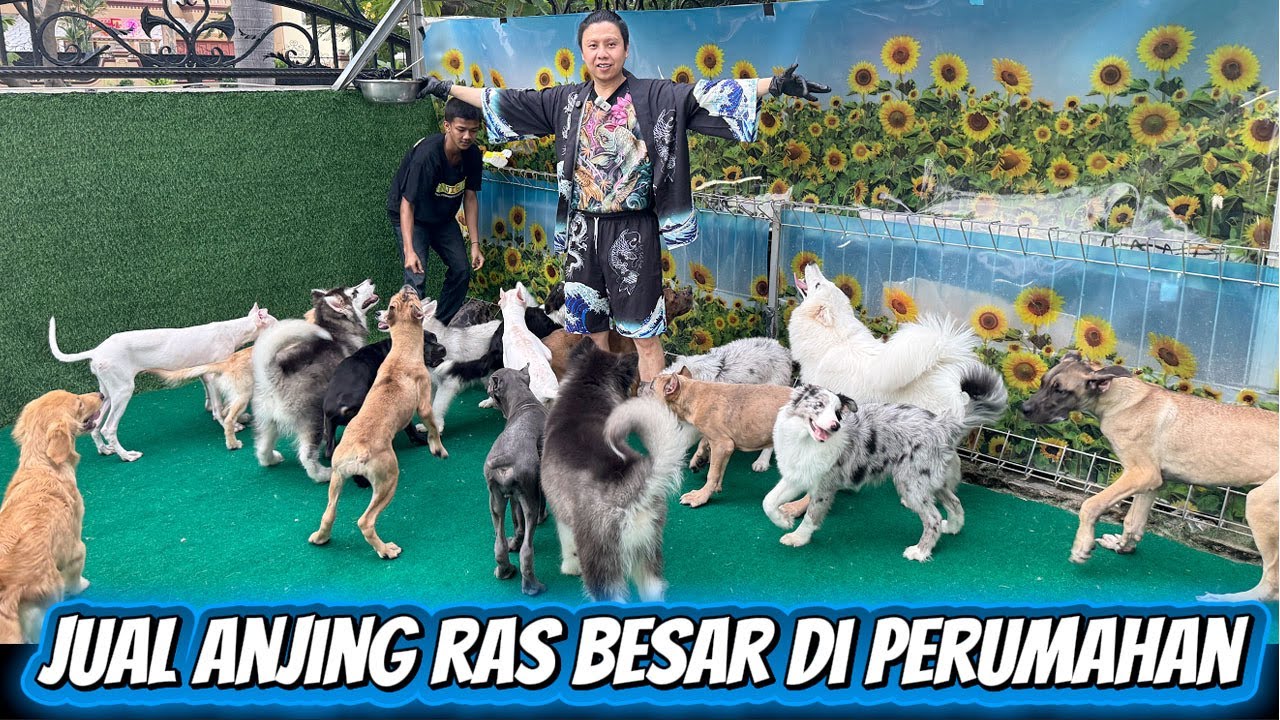 Obral Murah Anjing Besar Di Perumahan - Genji Glory