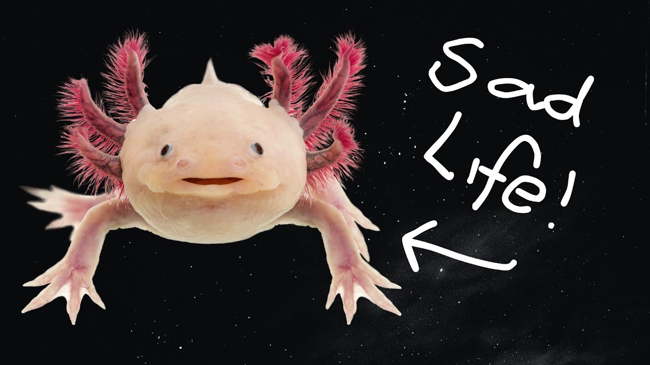Sucks to be Born an Axolotl