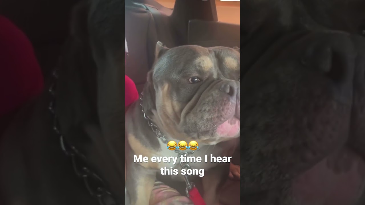 Dog singing Tems - Free Mind