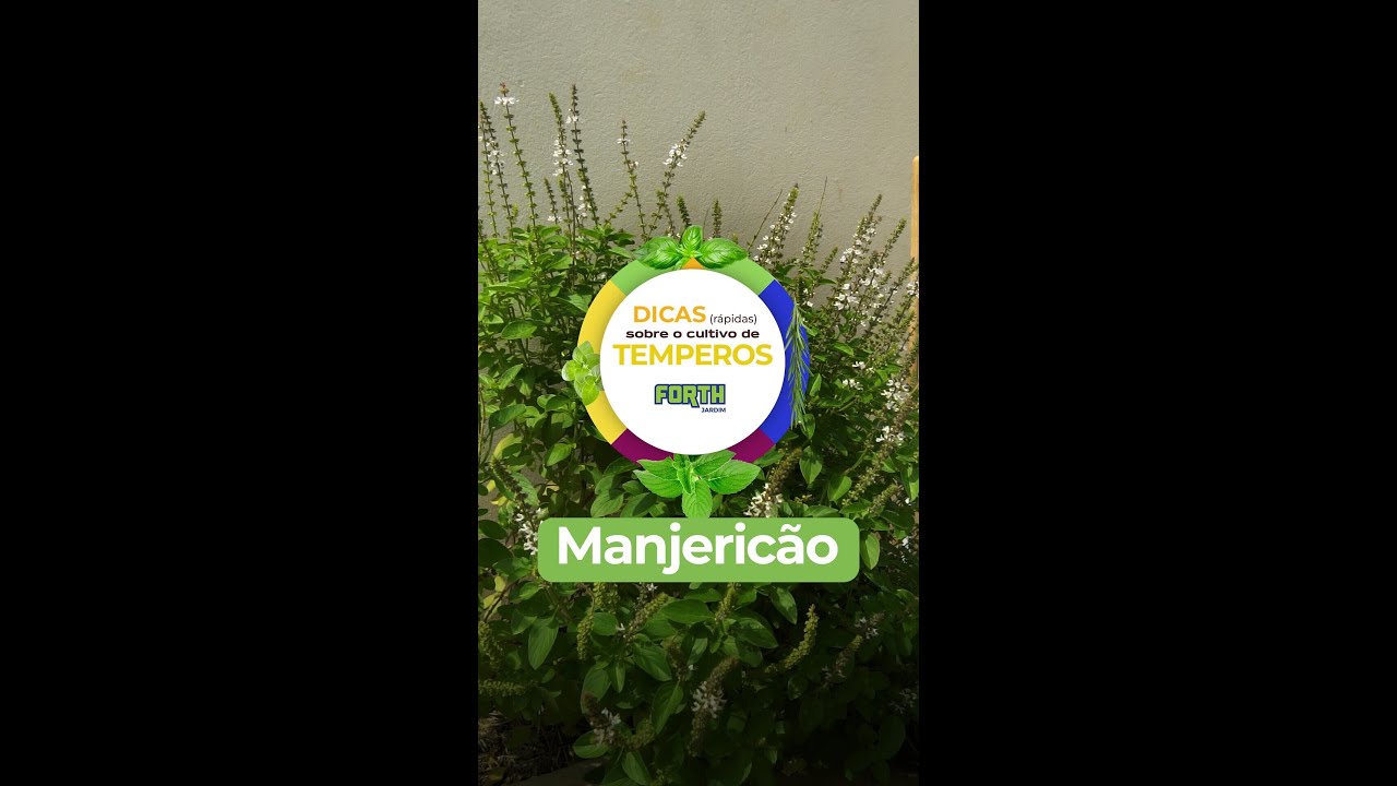 Dicas r&aacute;pidas sobre cultivar Manjeric&atilde;o