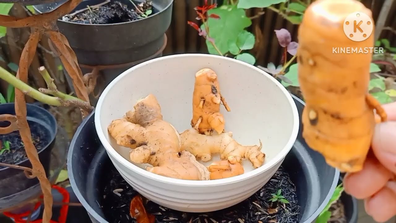 Declutter di Kebun Mini | Ulat Jeruk Purut in Action | Menyudahi Tanaman Tomat, Jahe, Temulawak 