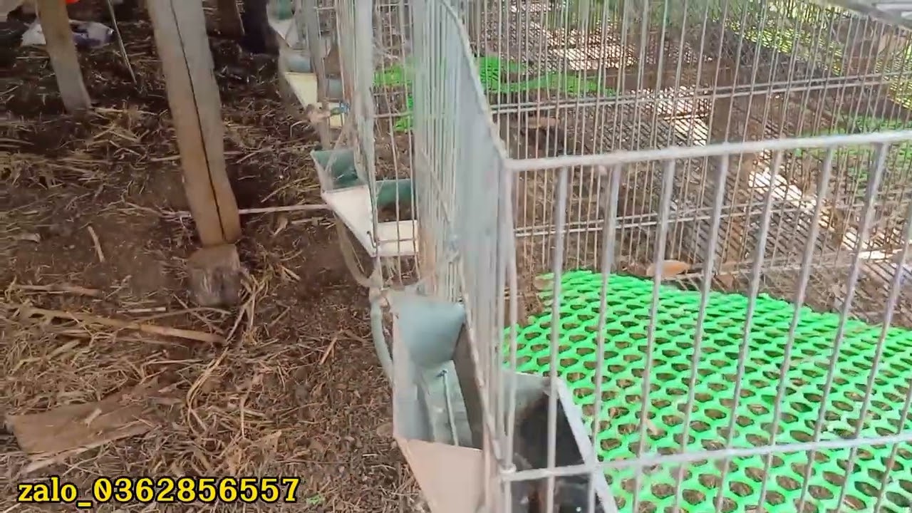 Nuôi thỏ _Thanh lý lồng thỏ cũ cá mềm tiết kiệm_ nhận gửi toàn quốc #zalo_0362856557