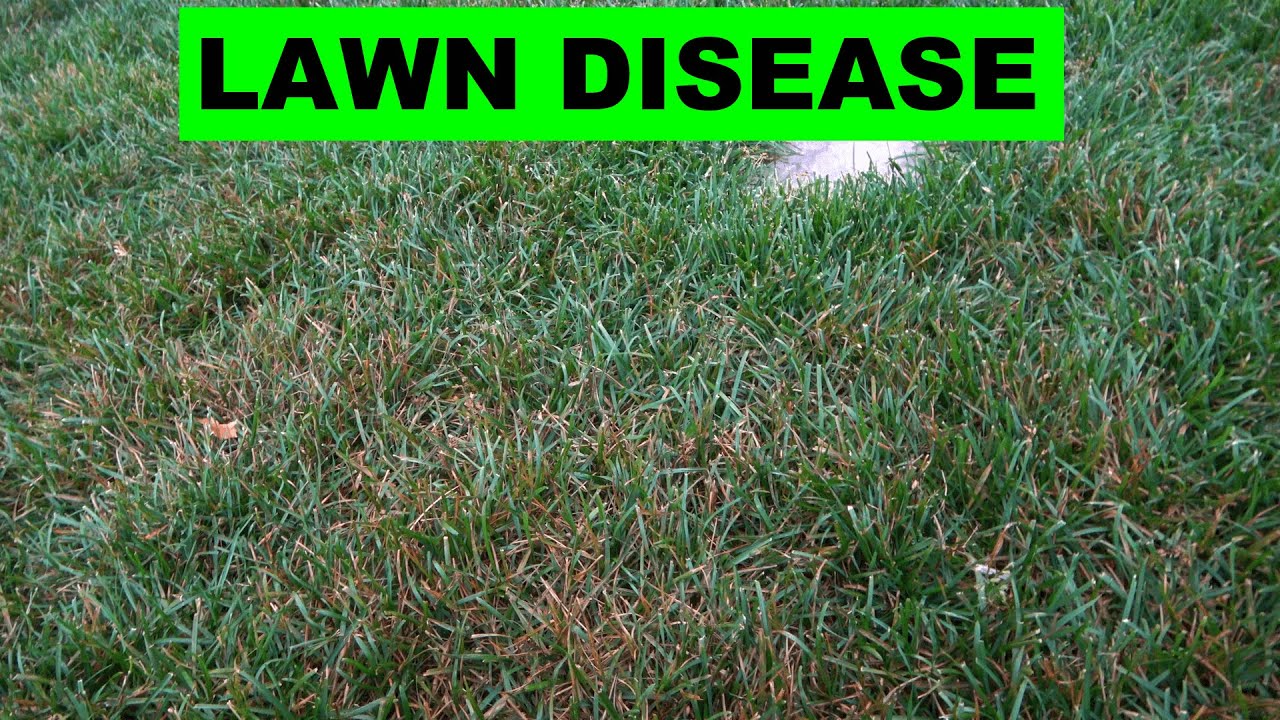 Preventing and Fighting Lawn Diseases - Brown Spots in Lawn