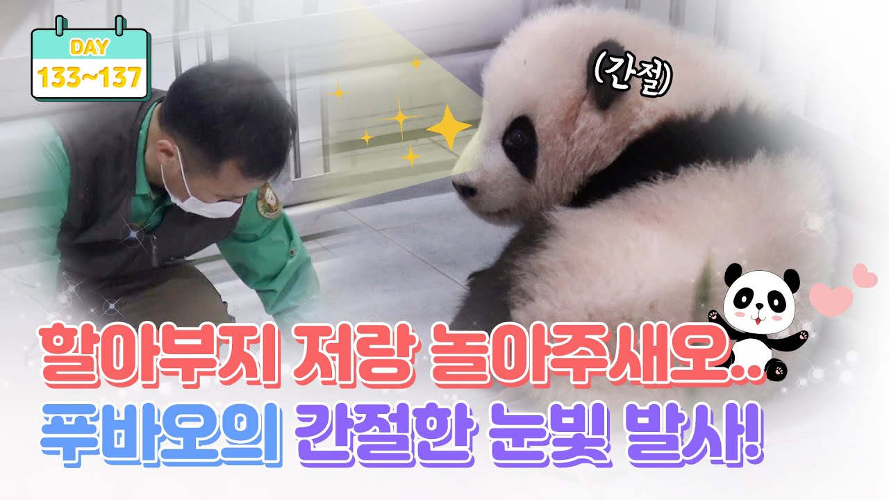 [판다로그] 하부지 나랑 놀아죠요 네? 안 그럼 괴롭힐거야 크앙♥ | 에버랜드 판다월드 (Baby Panda 'FuBao')