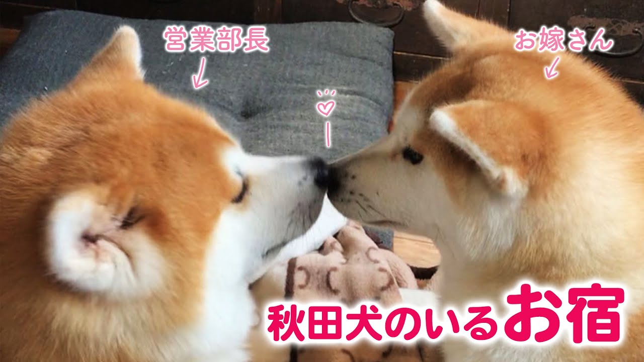 お宿の営業部長ご夫婦が、もふもふすぎる……♡ ｜PECO