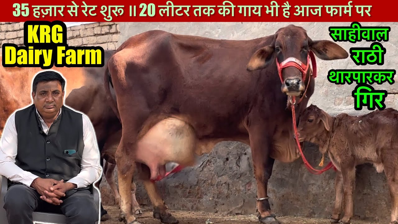 35 हज़ार में गाय मिलेगी आज ॥ ट्रैक्टर 🚜 भी जीत रखा है एक गाय ने #cow #rajusirsa 