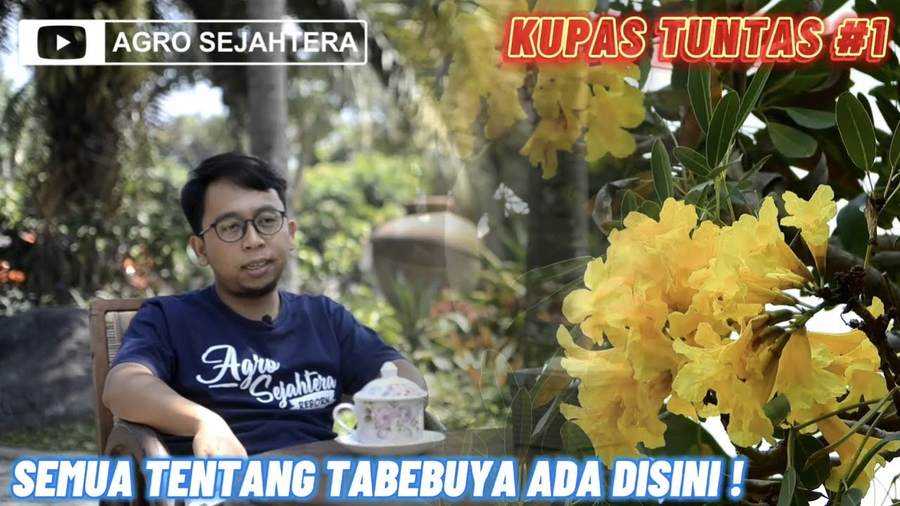 KUPAS TUNTAS SEMUA TENTANG POHON TABEBUYA | AGRO SEJAHTERA