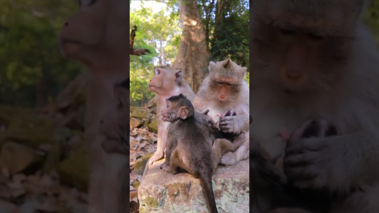 Awesome Lovely Baby Jiva With Aunty Ellen