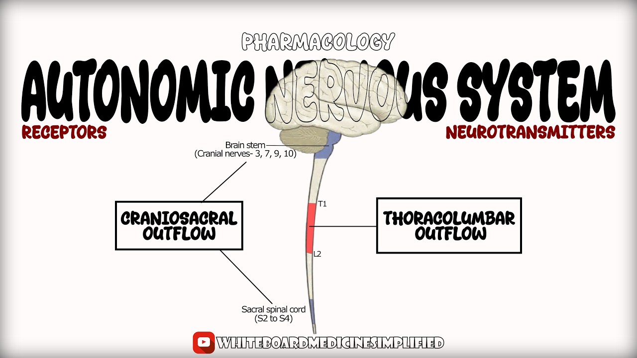 Autonomic Nervous System (ANS)  | Thoracolumbar vs Craniosacral | Receptors & Neurotransmitters