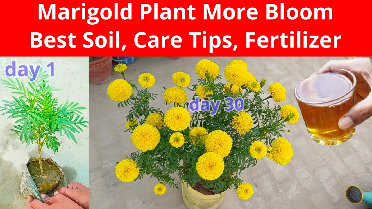 Marigold Plant Grow and Care Tips Fertilizer To Get More Flowers / Marigold Plant Care Fertilizer