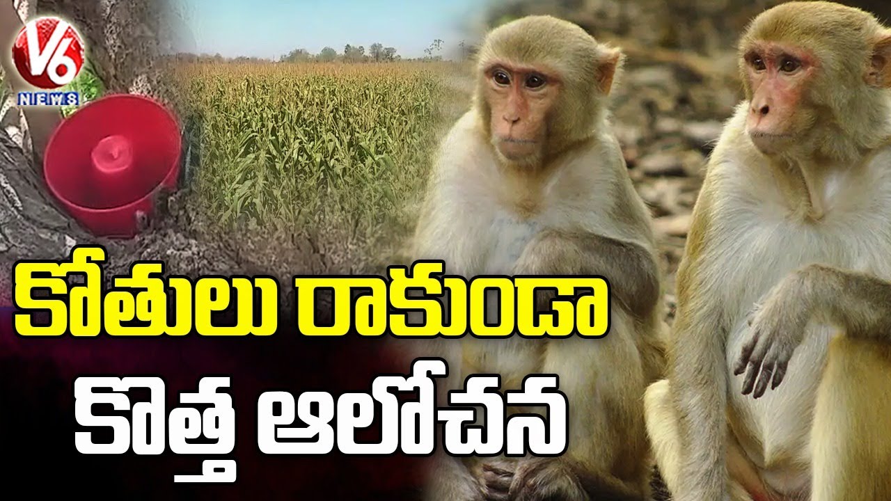Farmer Finds Unique Way to Protect Fields From Monkeys | V6 News