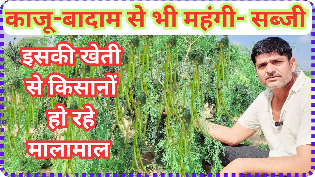 बिना खर्चें सालों-साल कमाई देगा मारवाड़ का सूखा मेवा।, केर-सांगरी की खेती कैसे करें?