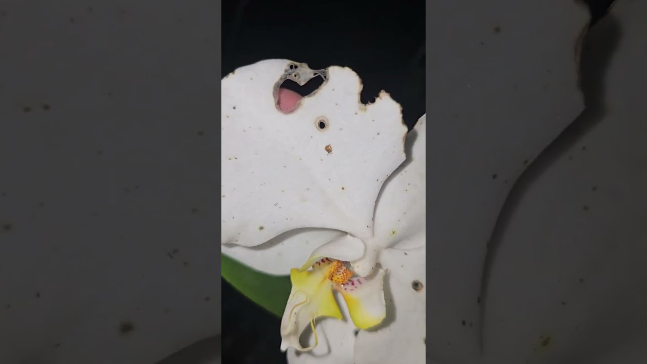 Algo se está comiendo mis Orquídeas y solo sale de noche 