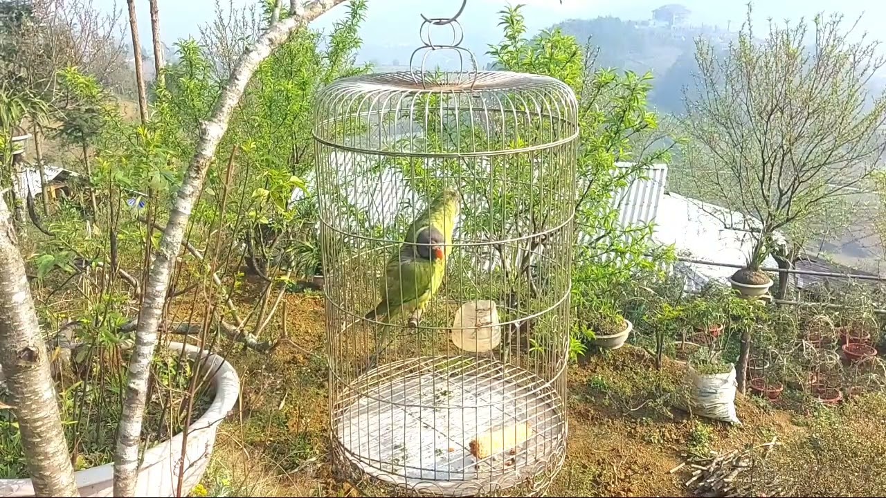 tiếng chim vẹt non kêu cực đỉnh,suab noog ntsuab quaj zoo heev.