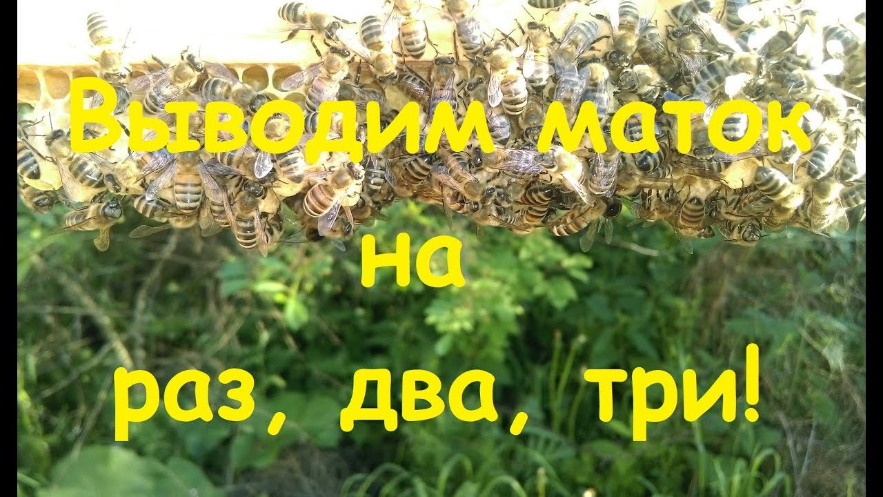 Выводим маток на раз, два, три! - 1-я часть