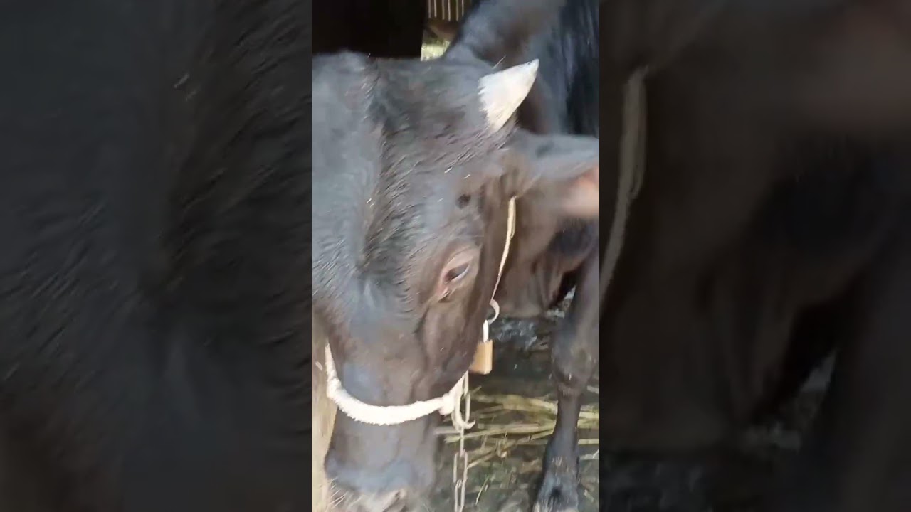 goru Dak haba haba