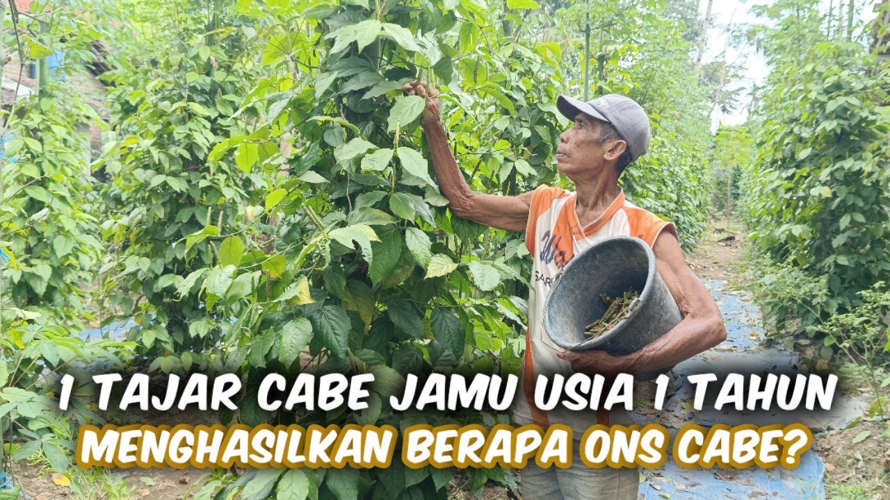 Panen Tiap 10 Hari Cabe Jamu‼️Hasil Cabe Jamu Pertajarnya Usia 1 Tahun