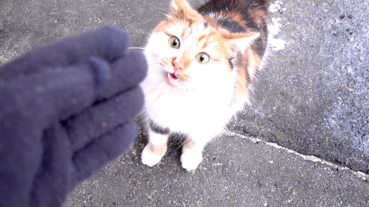 Beauty cat is saying something to me