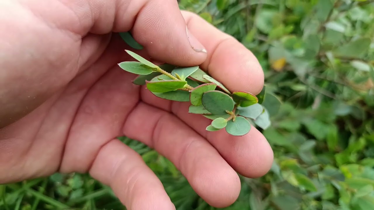 🌿Считаю миртовых 