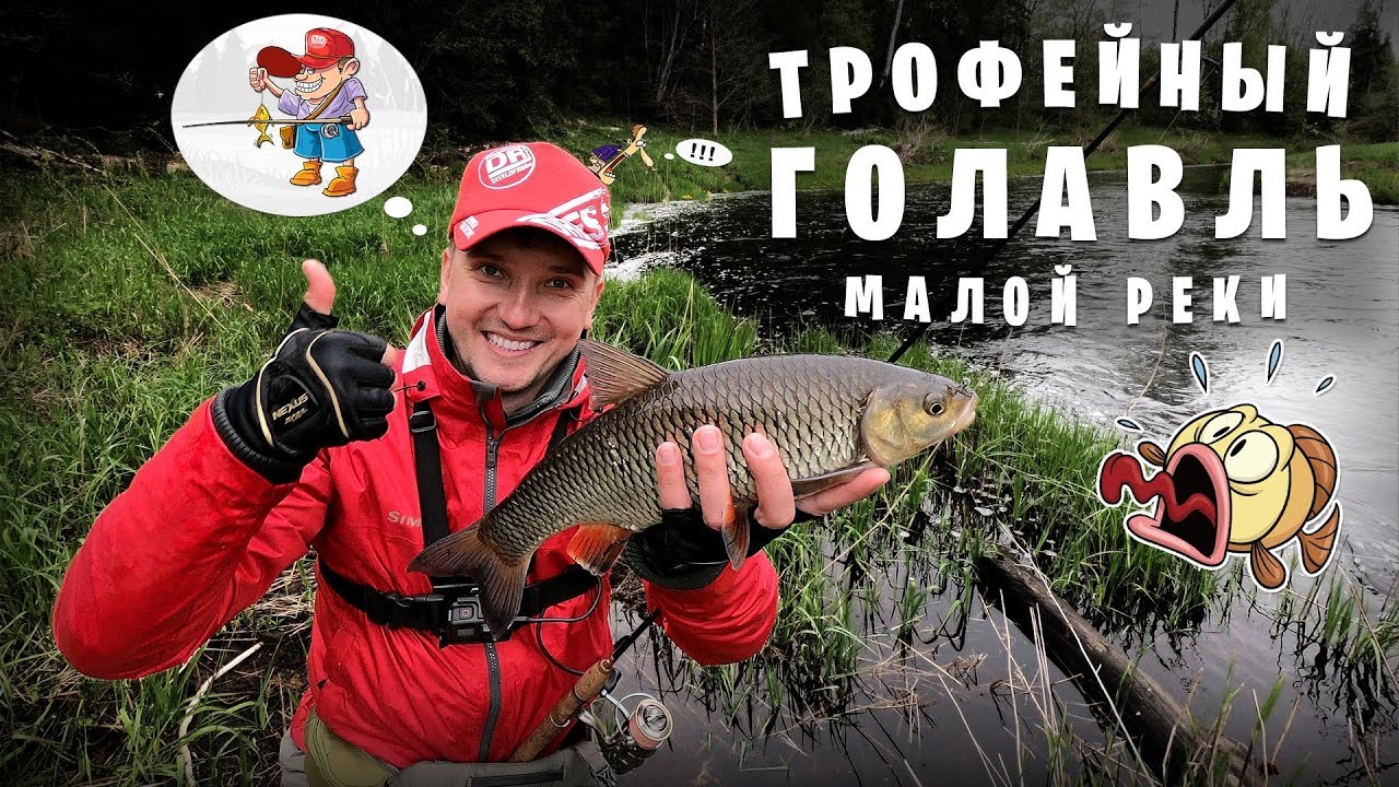 Трофейный голавль малой реки, часть 1, май 2019