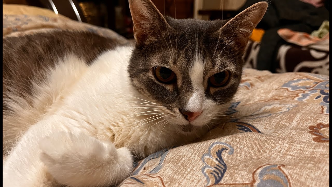 Melissa cat March 8 Vertical stream