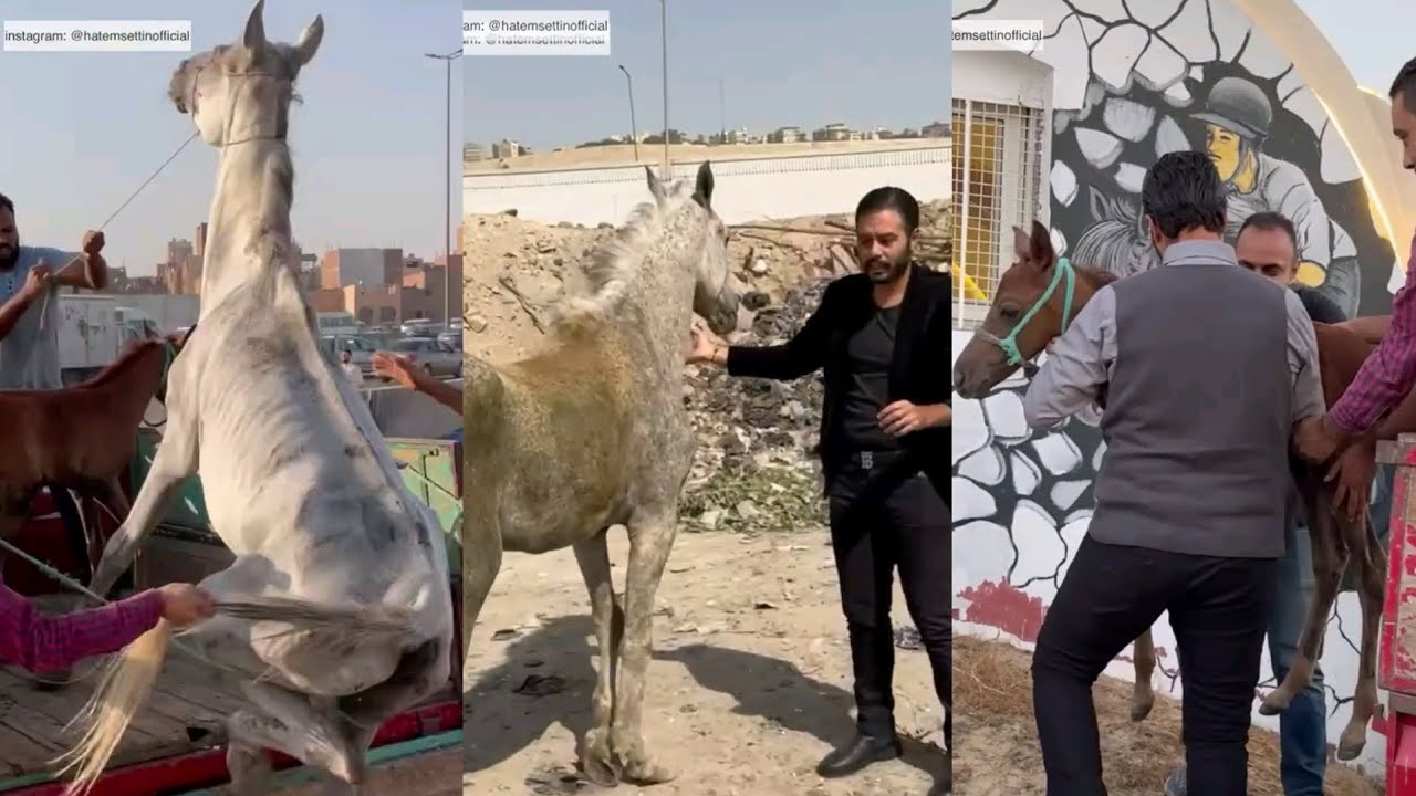 تحديث عن حالة الحصان العربى رضا والفرس المرضعة حرانية ومهرها الرضيع