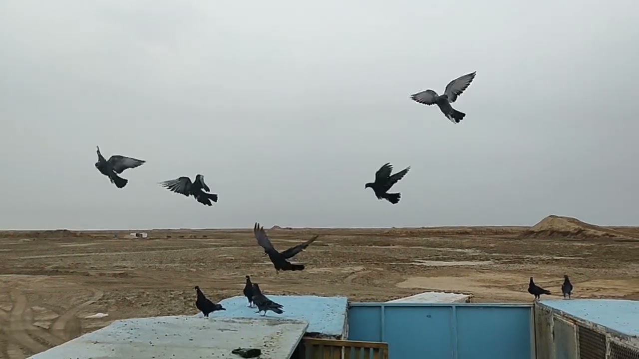 كيف انليق الحمام ونصكره  وكم مره انطيره ولعلاف