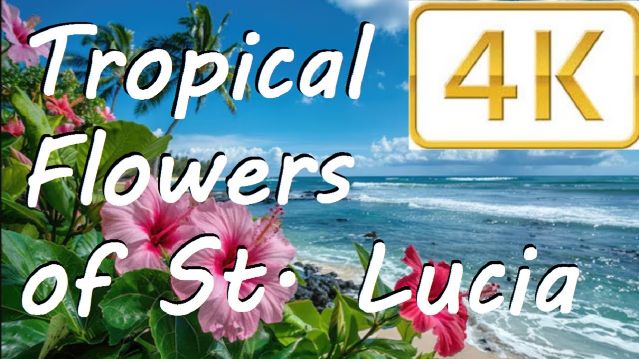 The Exotic, Beautiful, Tropical Flowers of St Lucia, Caribbean