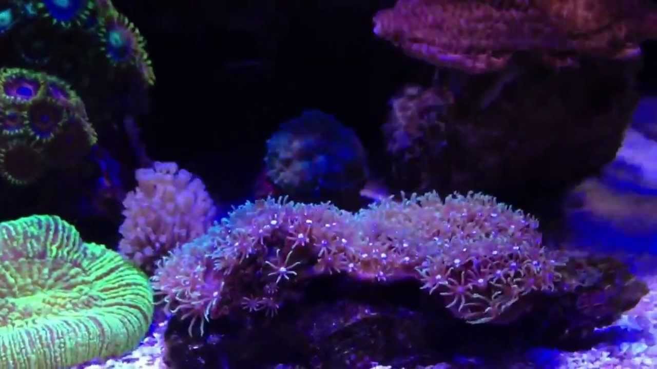 TMC microhabitat nano reef walk around with mods plus par38