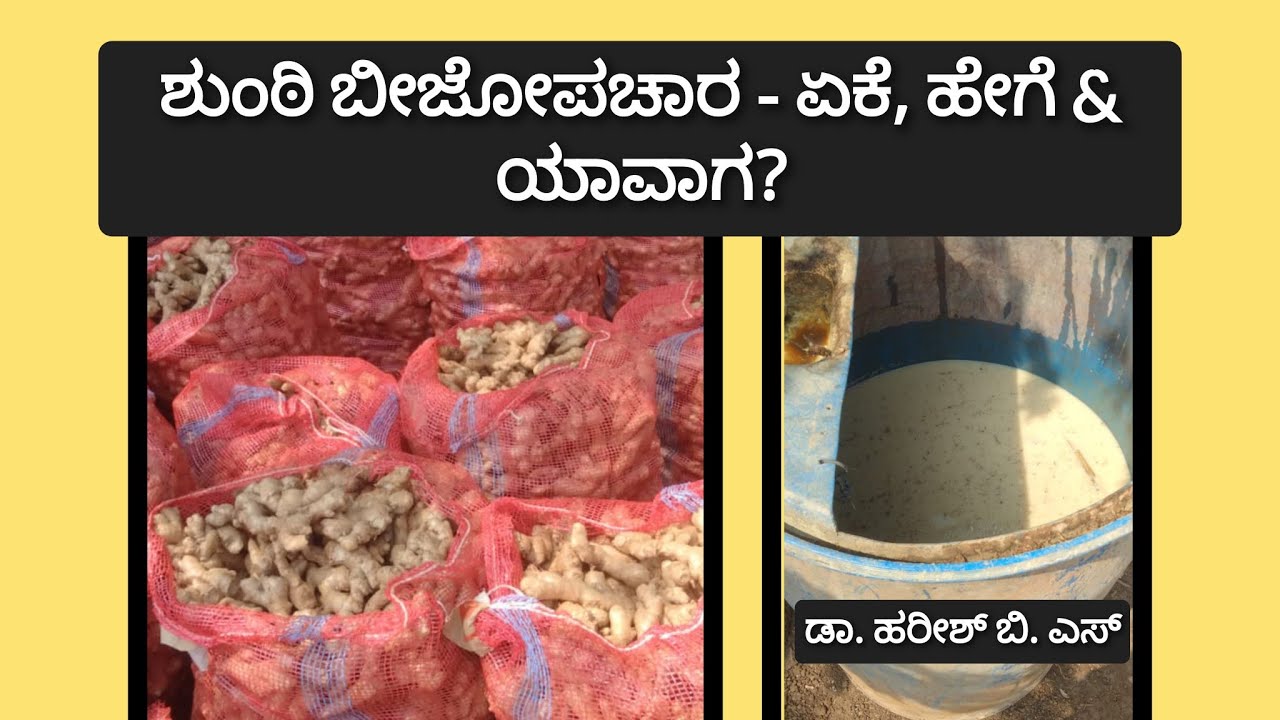 ಶುಂಠಿ ಬೀಜೋಪಚಾರ - ಏಕೆ, ಹೇಗೆ & ಯಾವಾಗ