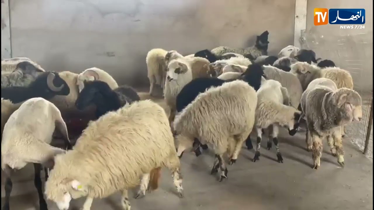 وصول اول دفعة من كباش رومانيا إلى ولاية الاغواط