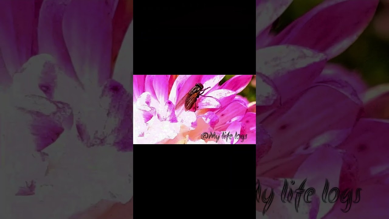 # Day  1st vlog # nature lover # my life logs