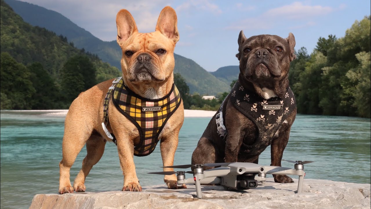 Taking My Dogs to the Beautiful River