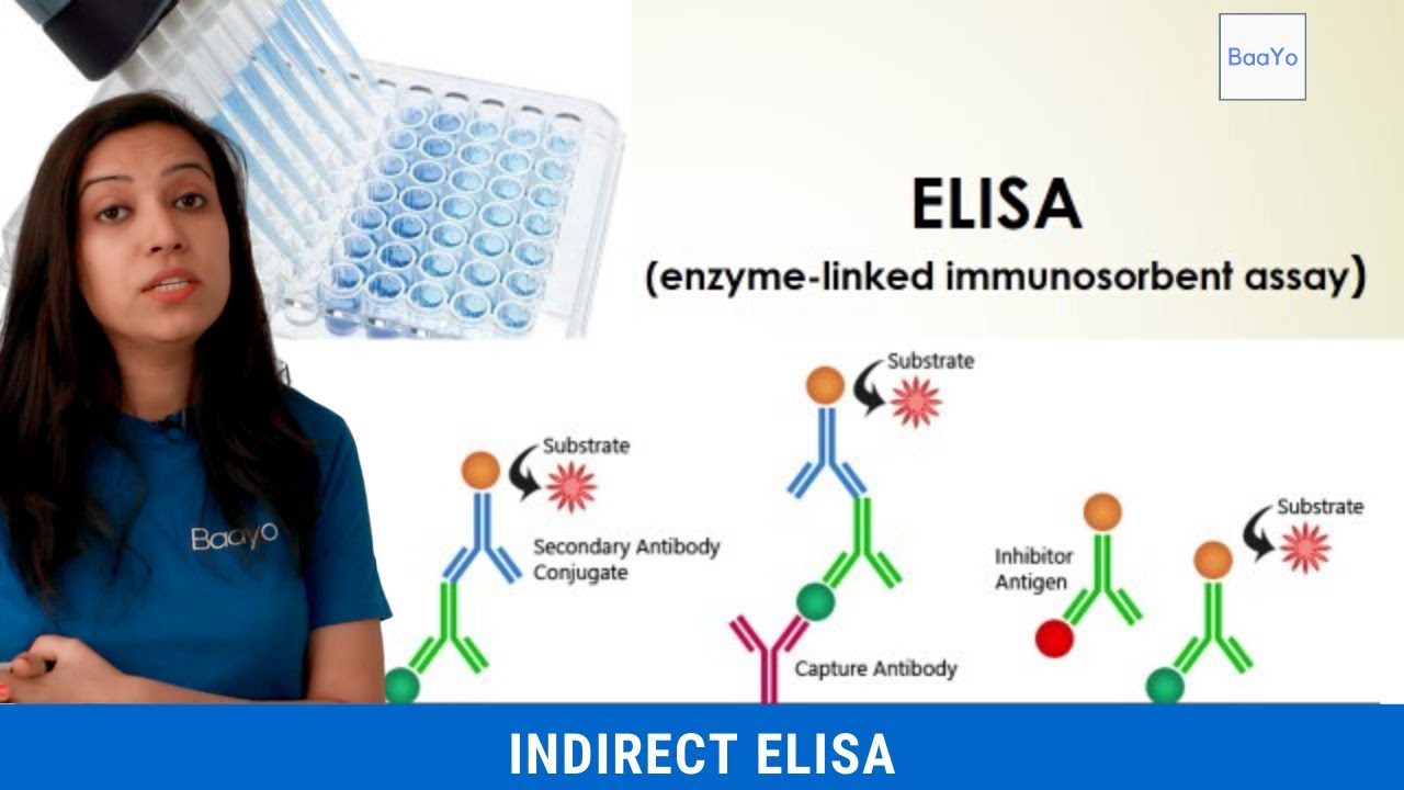 Indirect ELISA | Basics Explained