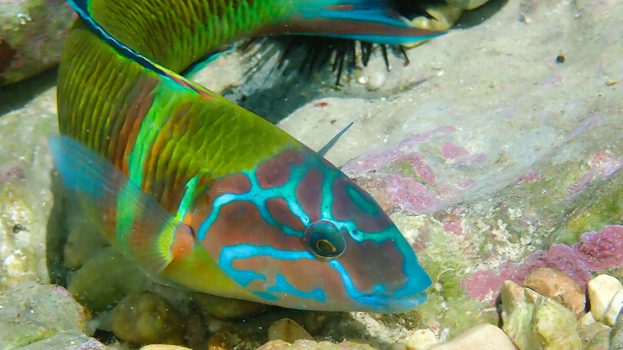 Facts: The Ornate Wrasse