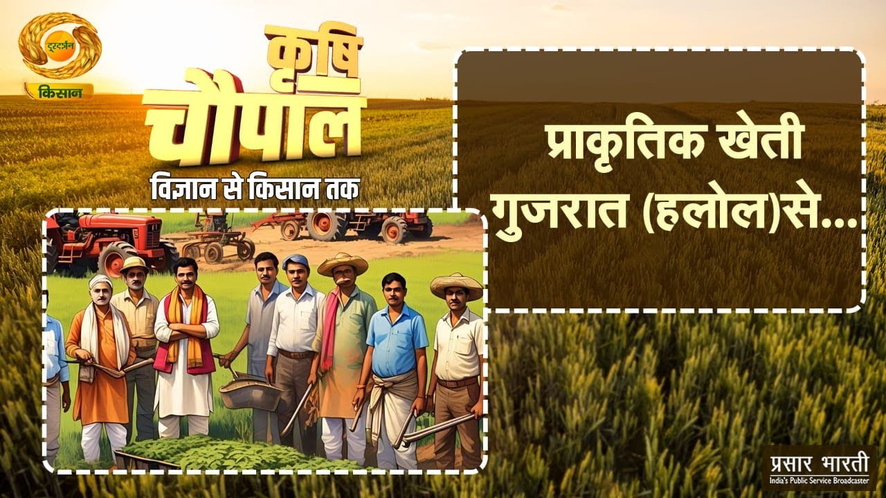 कृषि चौपाल : प्राकृतिक खेती गुजरात (हलोल) से... | Krishi Chaupal | DD Kisan | 08/11/2025