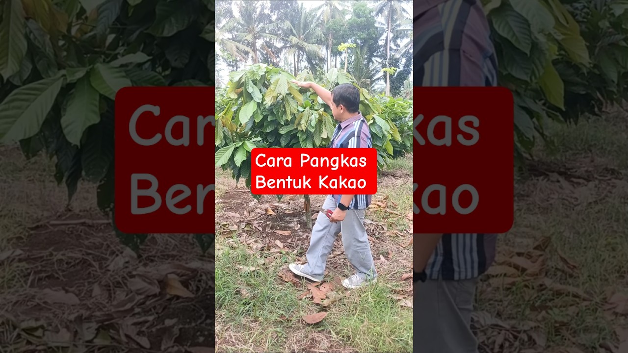 Pangkas Bentuk Kakao #kakao #pemangkasan #pruning