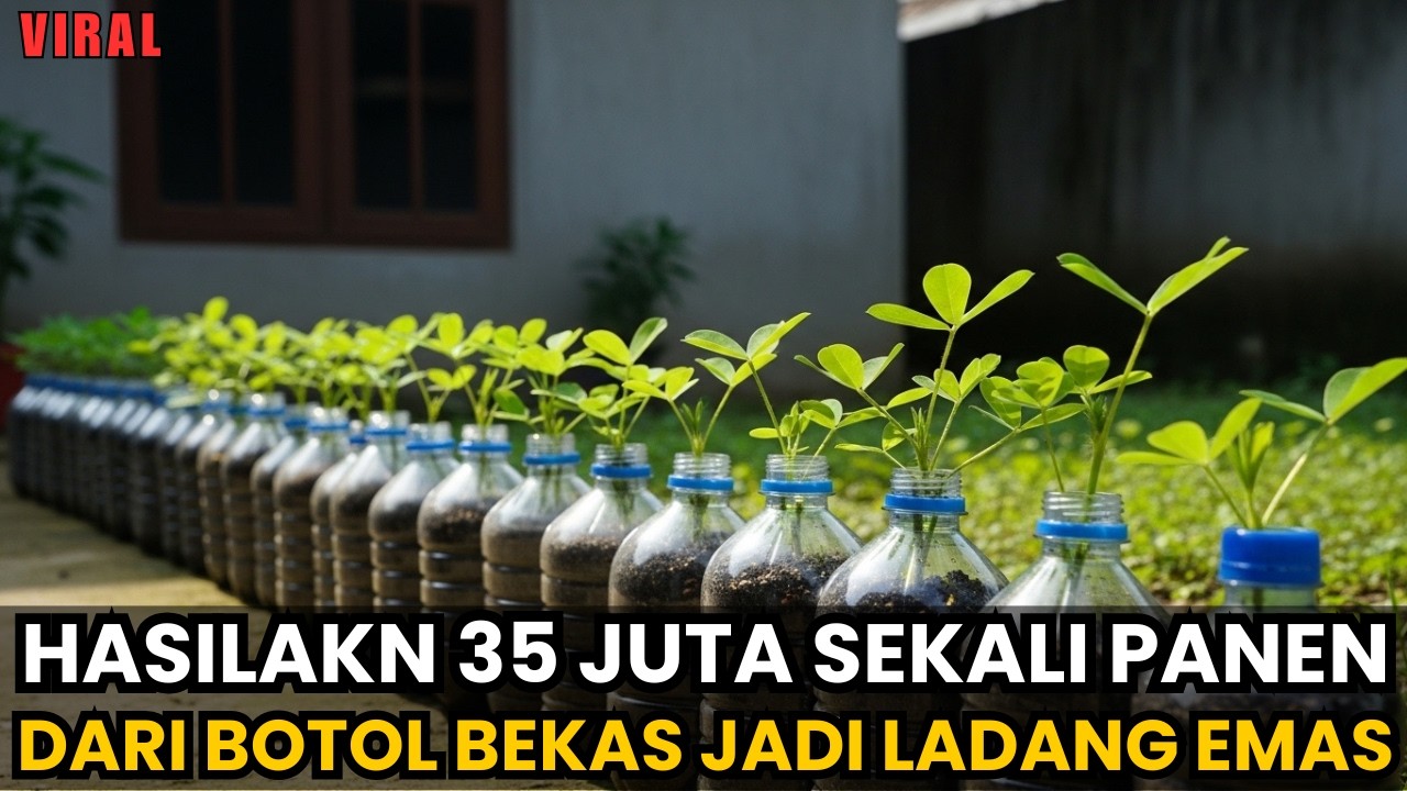 NGGAK NYANGKA‼️Kacang Tanah di Botol Bekas Bikin CUAN PULUHAN JUTA. Pemula Wajib Tahu‼️