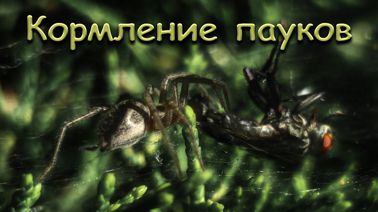 Кормление пауков в природе