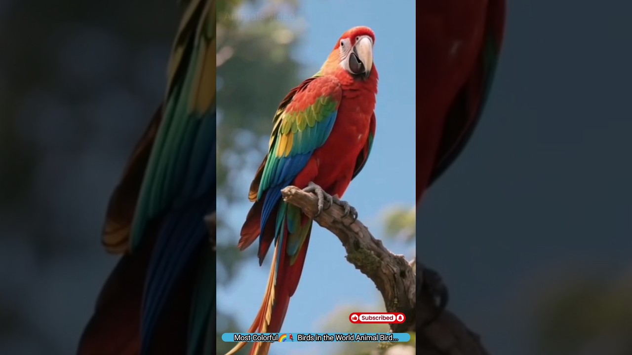 Most Colorful🌈🦜 Birds in the World Animal Bird Shorts