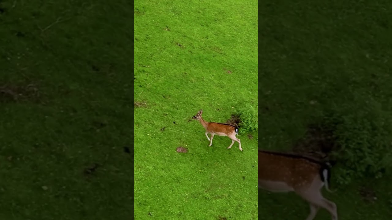 A Peaceful Encounter with the Deer