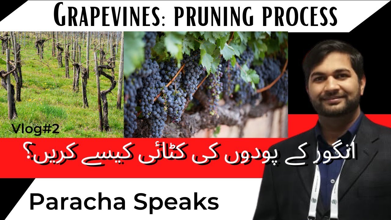 How to Prune Grape Vines l انگور کی پروننگ l Tips and Techniques for Maximum Yield l Angoor ki katai