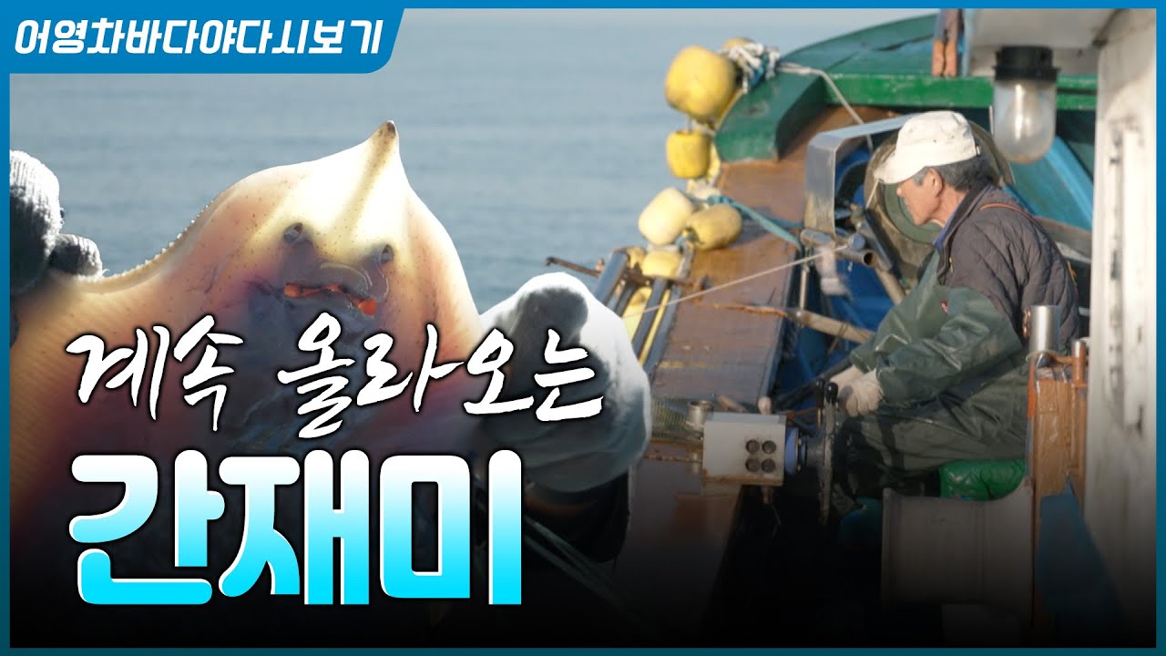 주낙에 줄줄이 올라탄 웃는 생선, 간재미! #간재미 #주낙 #바다 #가오리