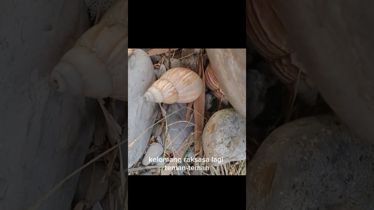 menemukan kelomang raksasa 😱, Umang-Umang, hermit crab #kelomang #umangumang #hermitcrab