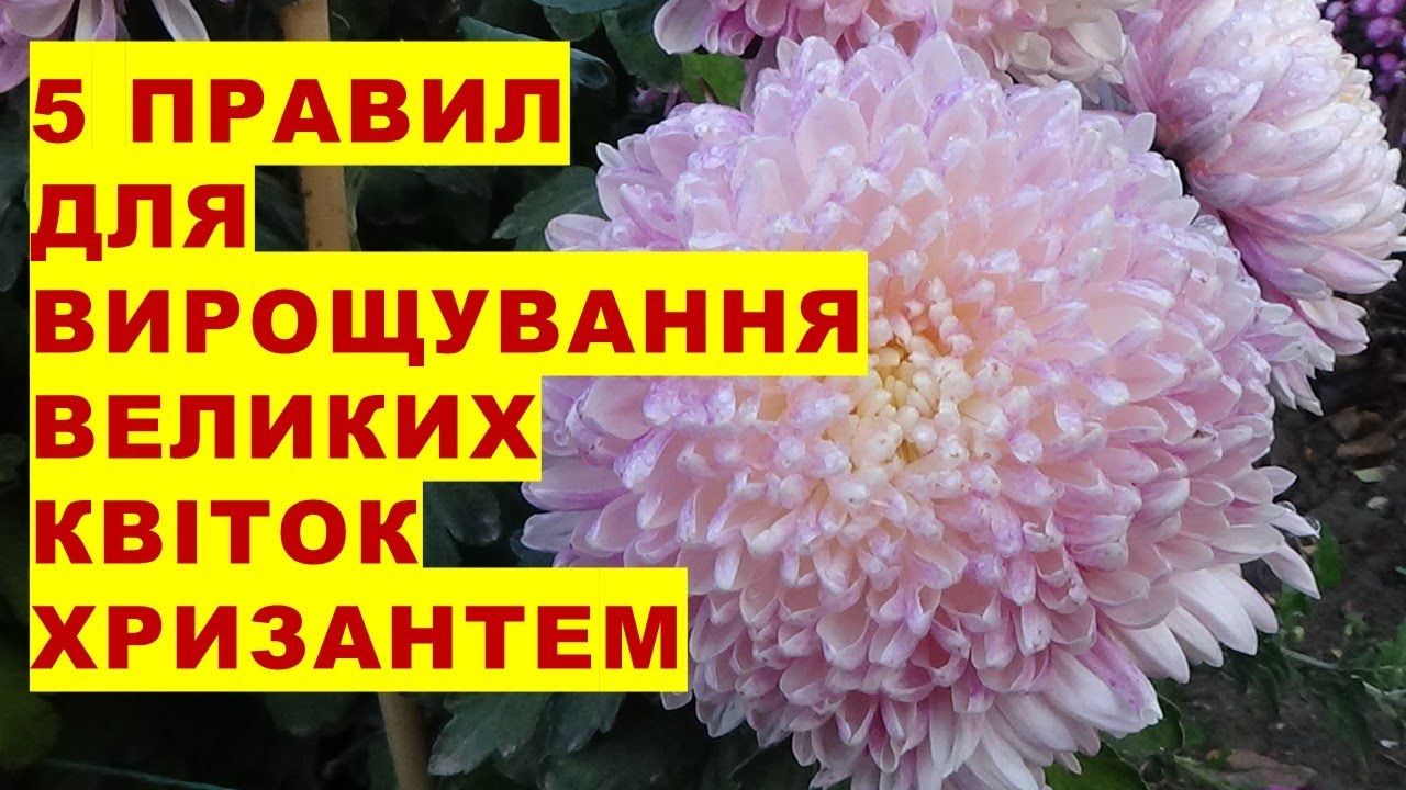 5 правил вирощування великих квітів хризантем