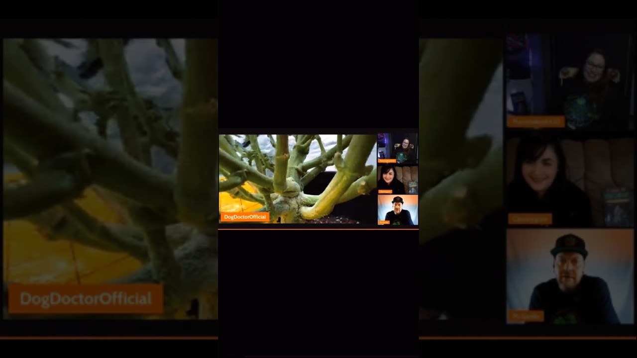 Growmie Gardens Fridays 9pm est Live on YouTube ​⁠#garden #homegrow #indoorgardening #community