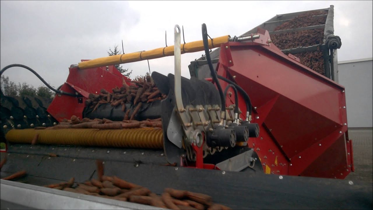Kosz przyjęciowy GRIMME RH16 40 sortowanie marchwi / Grimme receiving hopper carrot sorting.