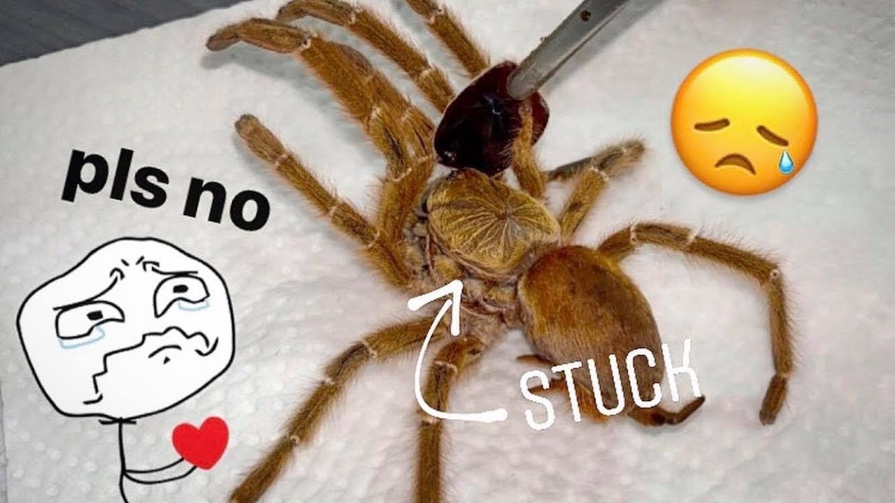 Ms. Lord Have Mercy is dead :(  ~  [Tarantula molting GONE HORRIBLY WRONG]