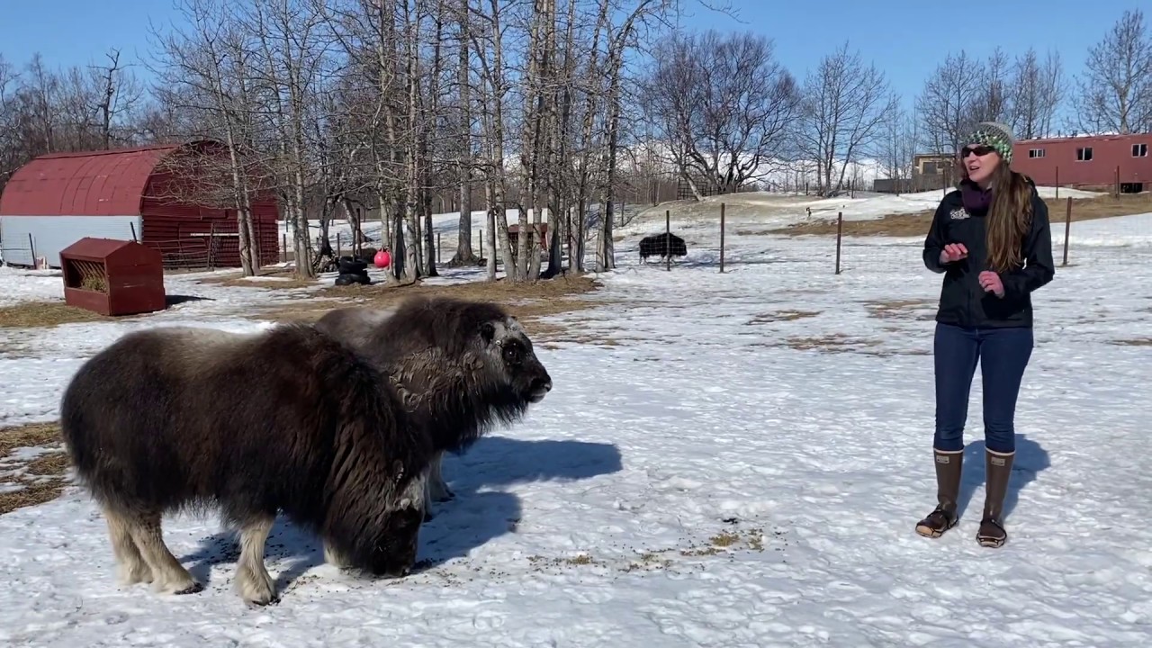 Meet A Musk Ox Monday: Muenster & Gouda!
