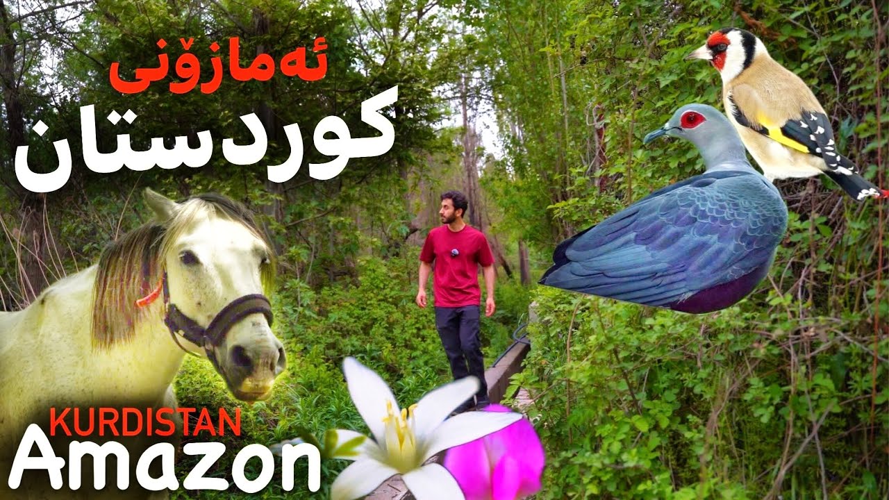 ئەمازۆنی کوردستان Kurdistan’s Amazon
